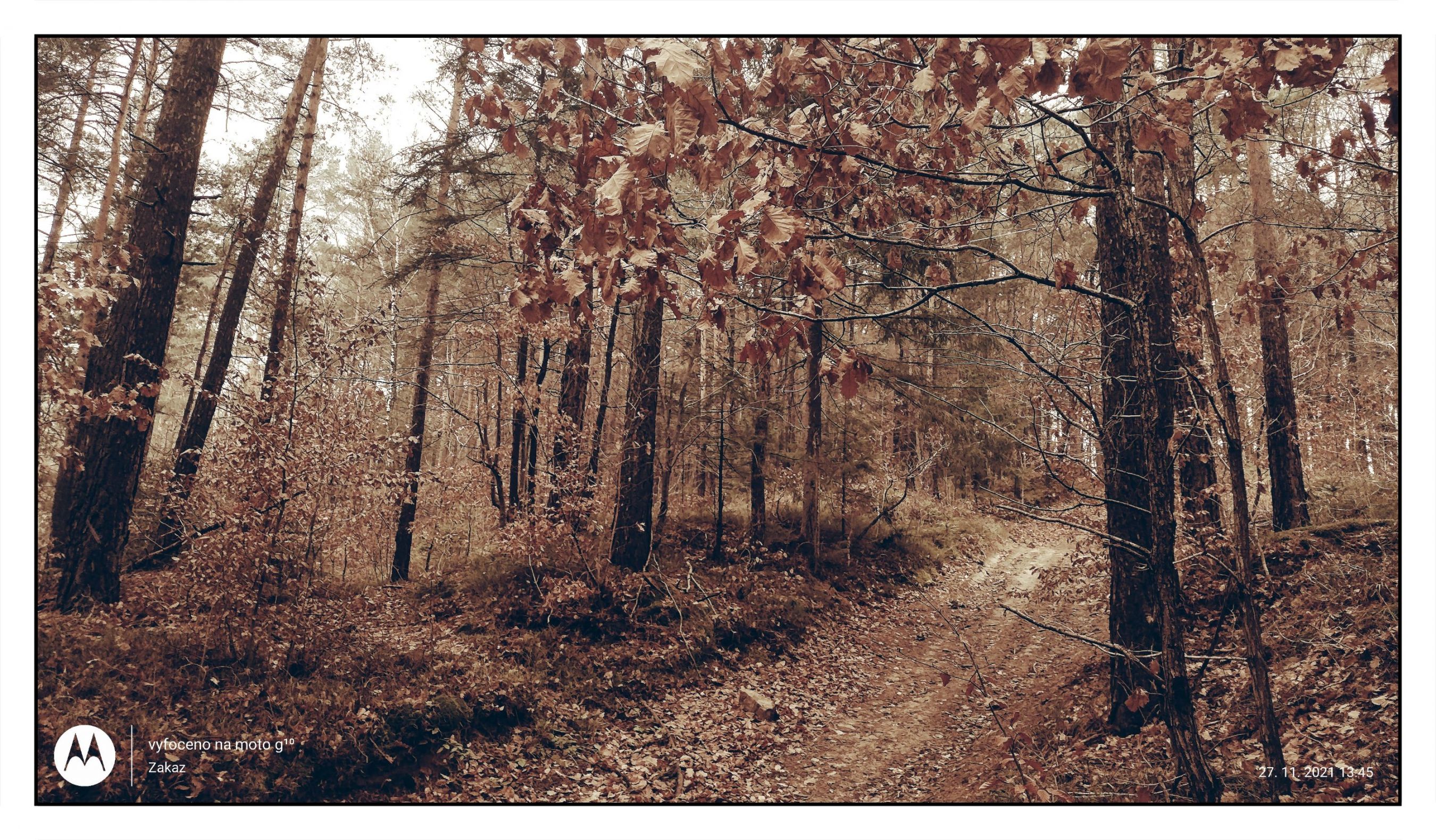 Valašské Klobouky procházka lesem kousek od domu.
